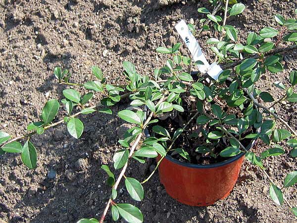 Cotoneaster dammeri 'Eichholz' /Skalník Dammerův/