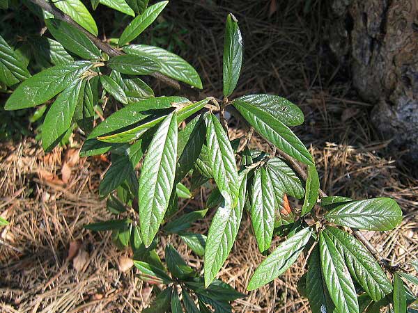 Cotoneaster salicifolius var. floccosus  /Skalník vrbolistý/