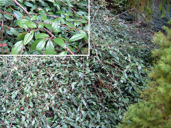 Cotoneaster salicifolius 'Repens' /Skalník vrbolistý/