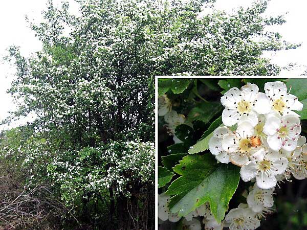 Crataegus monogyna /Hloh jednosemenný/