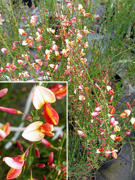 Cytisus scoparius 'Venesse'  /Čilimník - janovec metlatý/