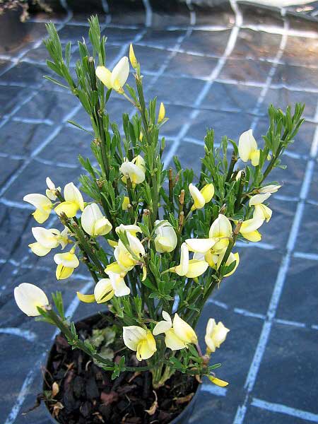 Cytisus x praecox 'Allgold'  /Čilimník raný/