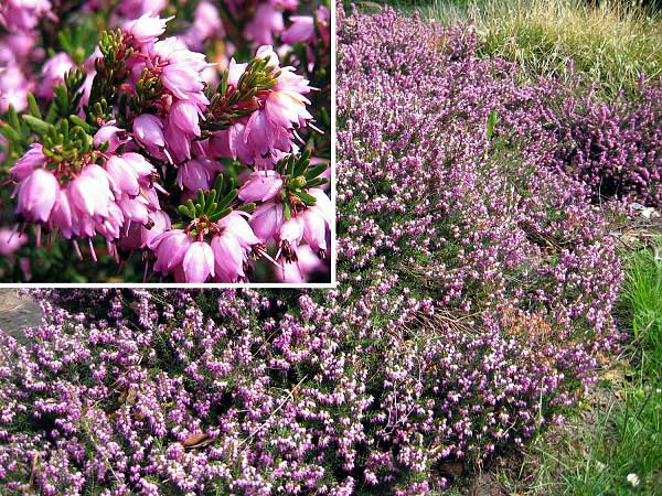 Erica herbacea /Vřesovec červený/