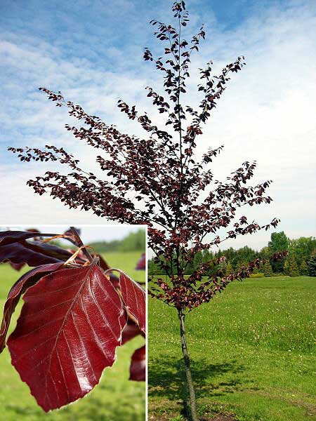 Fagus sylvatica 'Purpurea Latifolia'  /Buk lesní/