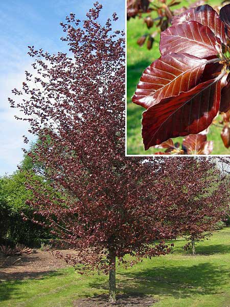 Fagus sylvatica 'Spaethiana'  /Buk lesní/