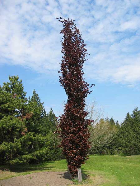 Fagus sylvatica 'Dawyck Purple' /Buk lesní/