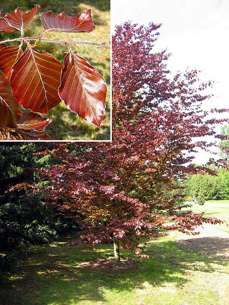 Fagus sylvatica f. purpurea  /Buk lesní/