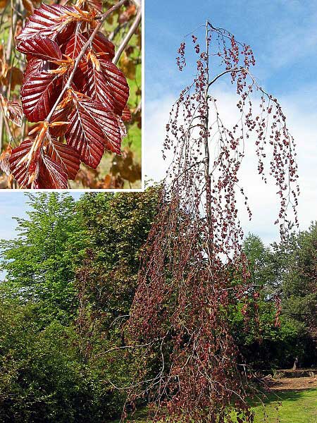 Fagus sylvatica 'Black Swan'  /Buk lesní/