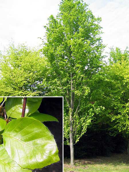 Fagus sylvatica 'Dawyck' /Buk lesní/