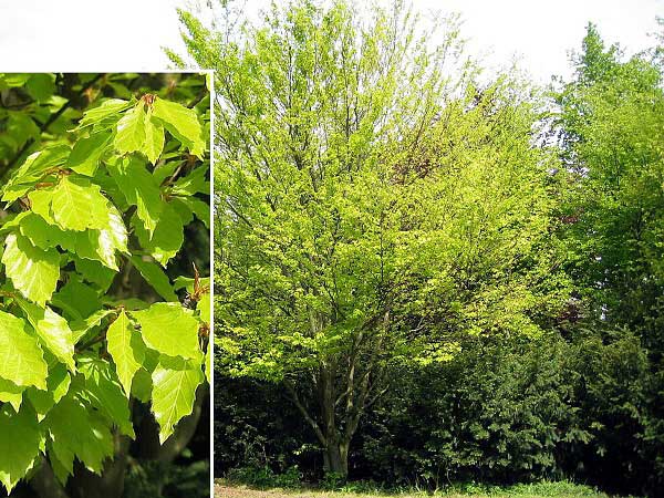 Fagus sylvatica 'Grandidentata' /Buk lesní/