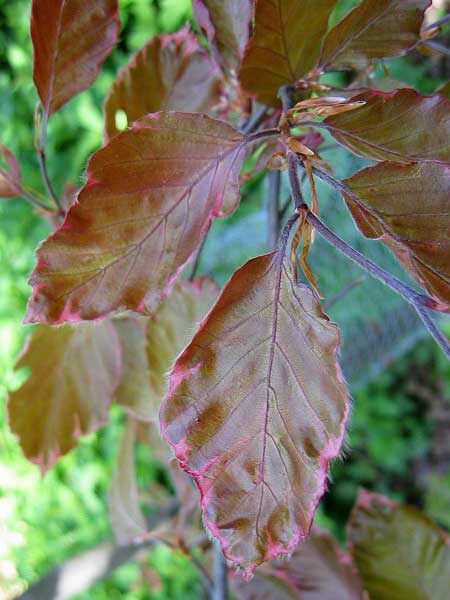 Fagus sylvatica 'Purpurea Tricolor'  /Buk lesní/