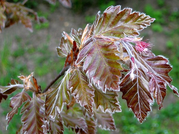 Fagus sylvatica 'Rohanii'  /Buk lesní/