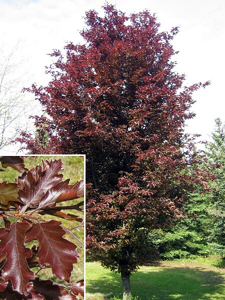 Fagus sylvatica 'Rohanii'  /Buk lesní/