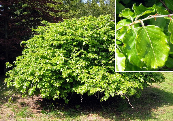 Fagus sylvatica 'Tortuosa'  /Buk lesní/