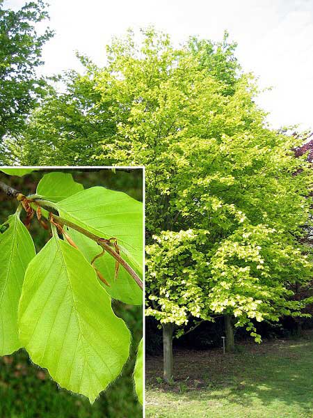 Fagus sylvatica 'Zlatia'  /Buk lesní/