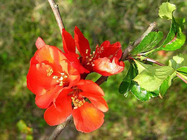 Caenomeles x superba 'Etna'  /Kdoulovec nádherný /