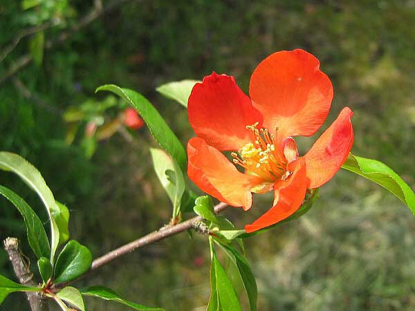 Chaenomeles speciosa 'Versicolor Lutescens'  /Kdoulovec lahvicovitý/