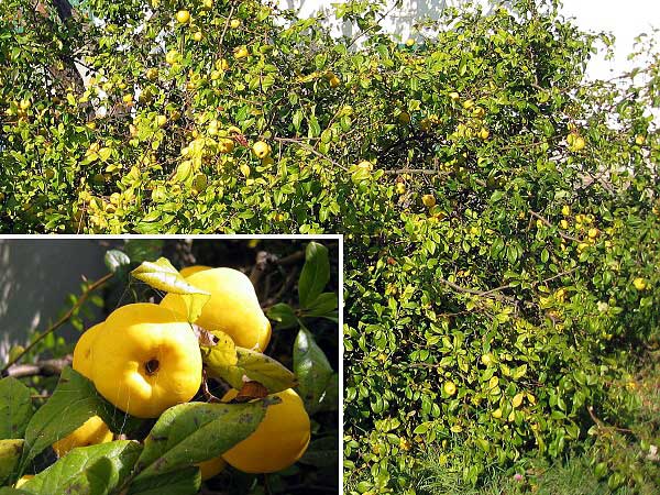 Chaenomeles speciosa  /Kdoulovec lahvicovitý/