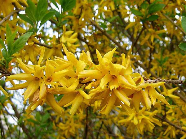 Forsythia x intermedia 'Arnold Giant'  /Zlatice prostřední/