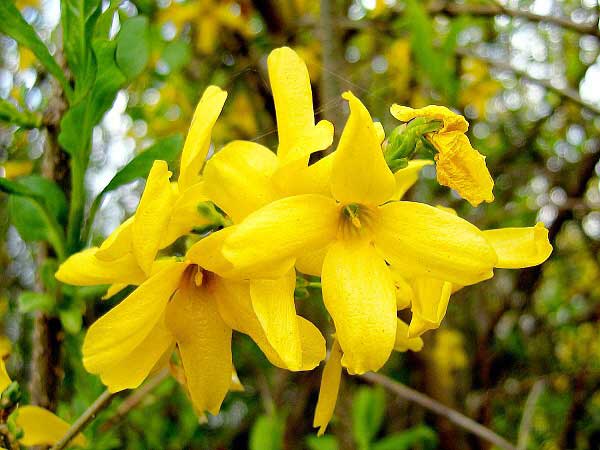 Forsythia ovata 'Robusta' /Zlatice vejčitá/