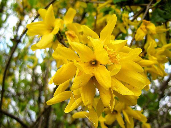 Forsythia suspenza  /Zlatice převislá/