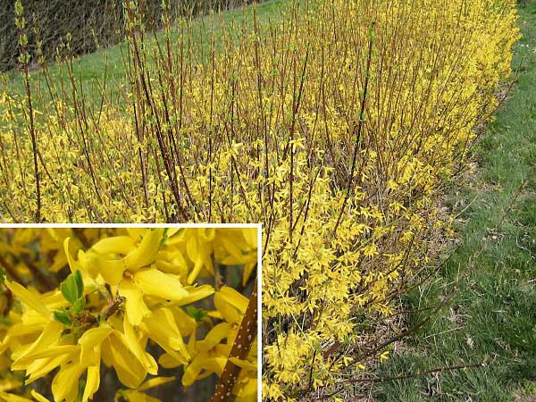 Forsythia x intermedia Goldzauber /Zlatice prostřední/