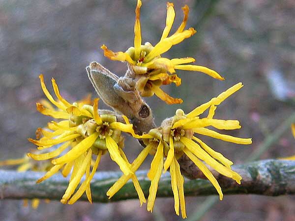 Hamamelis japonica  /Vilín japonský/