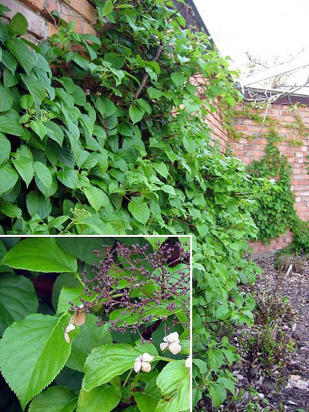 Hydrangea petiolaris /Hortenzie řapíkatá/