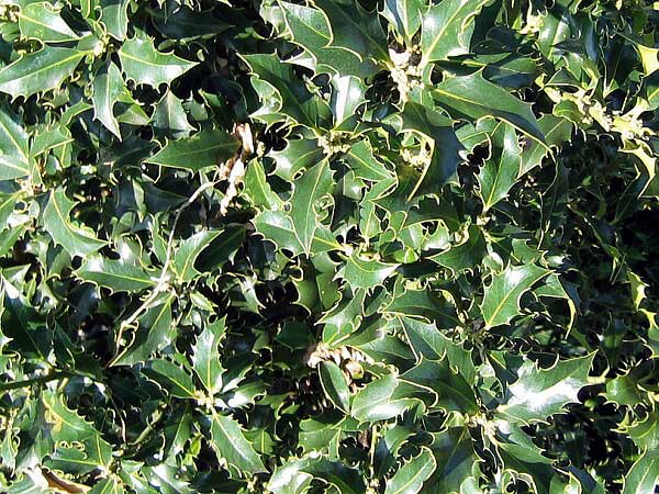 Ilex aguifolium 'Alaska'  /Cesmína ostrolistá/