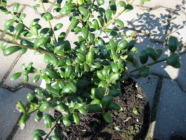 Ilex crenata 'Convexa'  /Cesmína vroubkovaná/