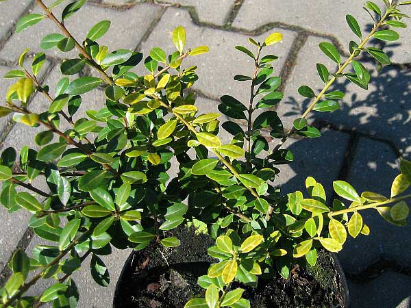 Ilex crenata 'Golden Gem'  /Cesmína vroubkovaná/