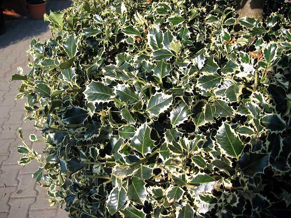 Ilex aquifolium 'Argenteomarginata'  /Cesmína ostrolistá/