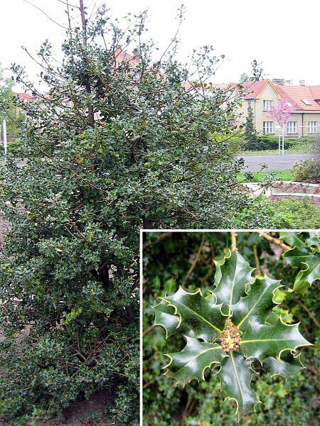 Ilex aquifolium  /Cesmína ostrolistá /