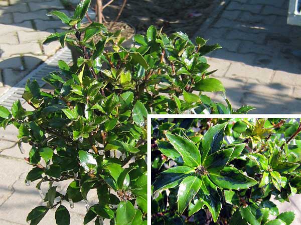 Ilex meserveae 'Blue Maid' /Cesmína/