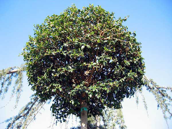 Ligustrum delavayanum  /Ptačí zob Delavayův/