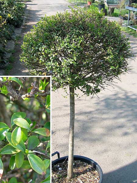 Ligustrum jonandrum  /Ptačí zob /