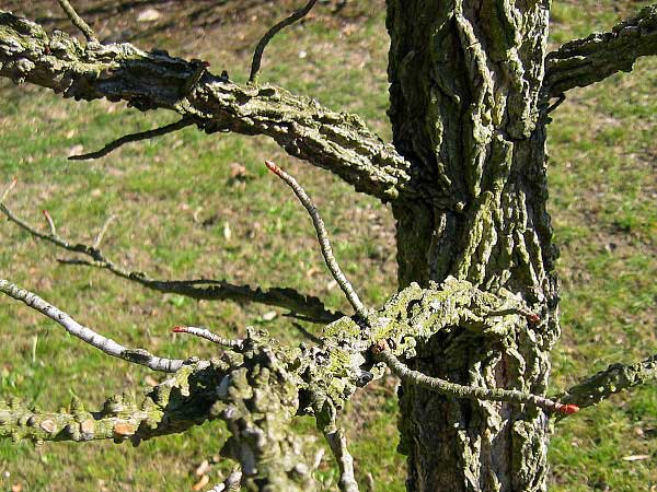 Liquidambar styraciflua /Ambroň západní/