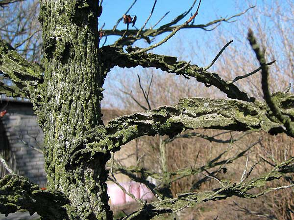 Liquidambar styraciflua /Ambroň západní/