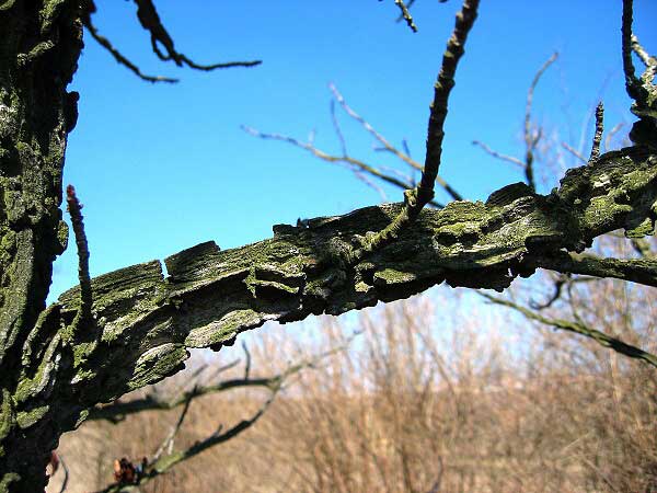 Liquidambar styraciflua /Ambroň západní/