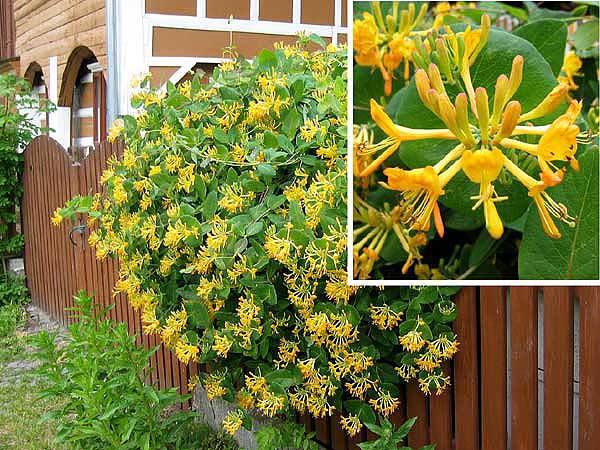 Lonicera x tellmanniana /Zimolez Tellmannův/