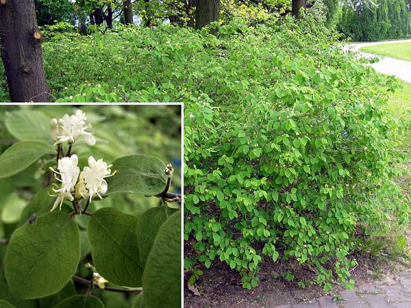 Lonicera xylosteum 'Compactum' /Zimolez obecný/