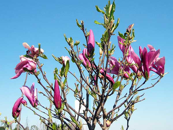 Magnolia  liliiflora 'Susan'  /Šácholan liliokvětý/