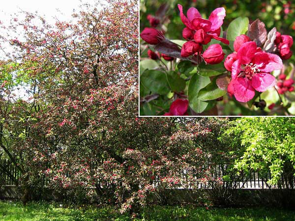 Malus x moerlandsii 'Profusion' /Jabloň Moerlandského/