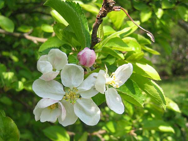 Malus prunifolia  /Jabloň třešňolistá/