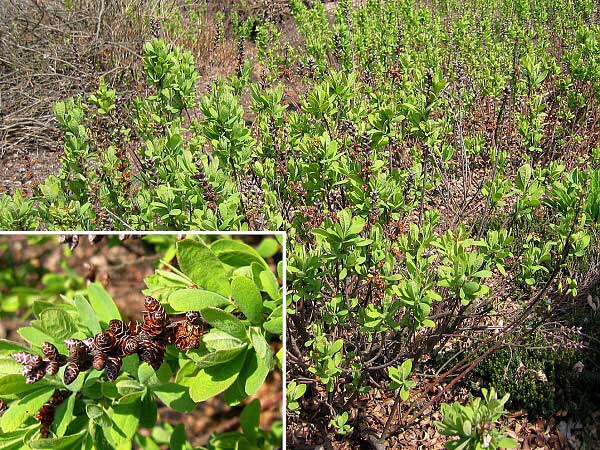 Myrica gale var. tomentosa  /Voskovník obecný/