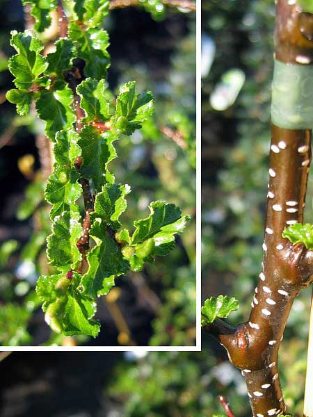 Nothofagus antarctica  /Pabuk antarktický/