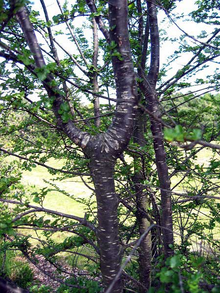 Nothofagus antarctica  /Pabuk antarktický/