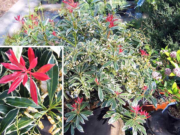 Pieris japonica Flaming Silver  /Pieris japonský /