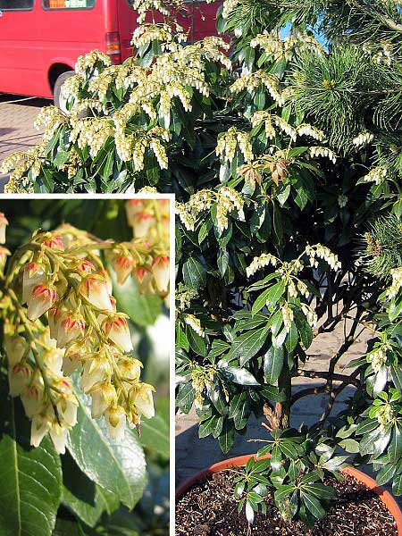 Pieris japonica - pieris japonský /Pieris japonský /