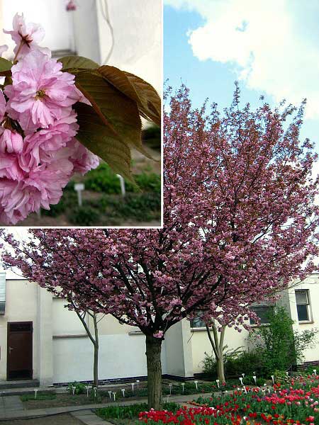 Prunus serrulata 'Kasan'  /Višeň pilovitá (sakura)/